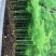文竹种苗盆栽花卉室内观叶植物四季常青绿植