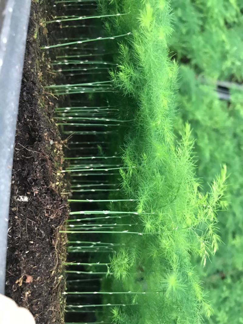 文竹种苗盆栽花卉室内观叶植物四季常青绿植