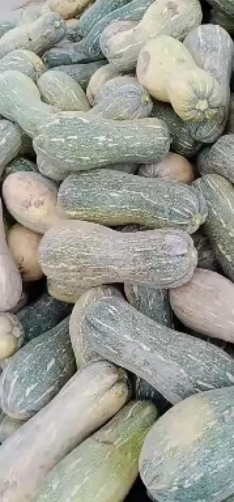 养殖长场用南瓜，加工厂南瓜，基地货大量有货，需要的提前
