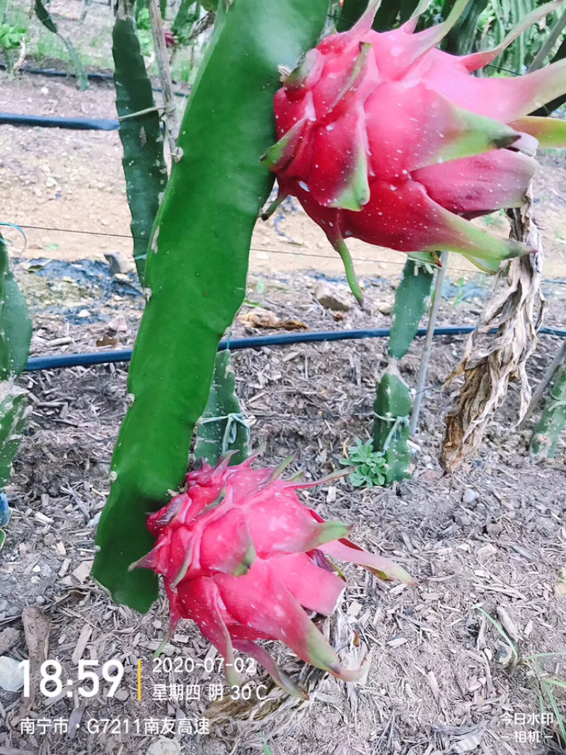 桂红龙红心火龙果