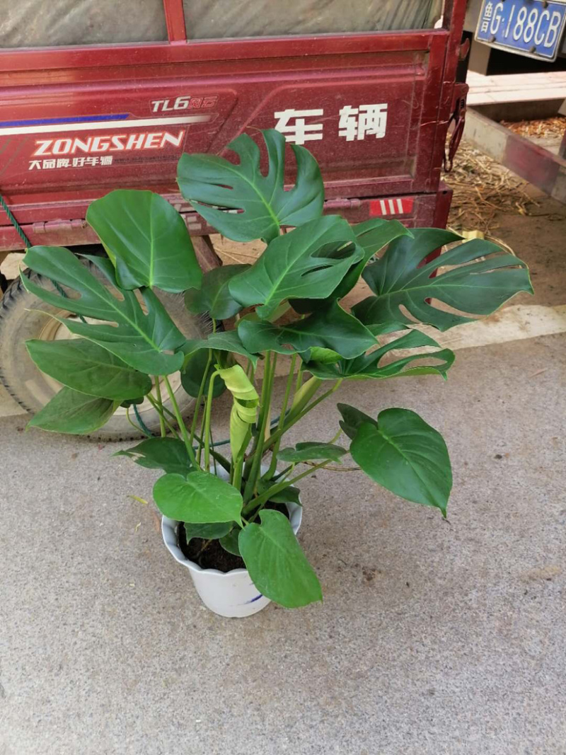 龟背竹大量上市仅限批发