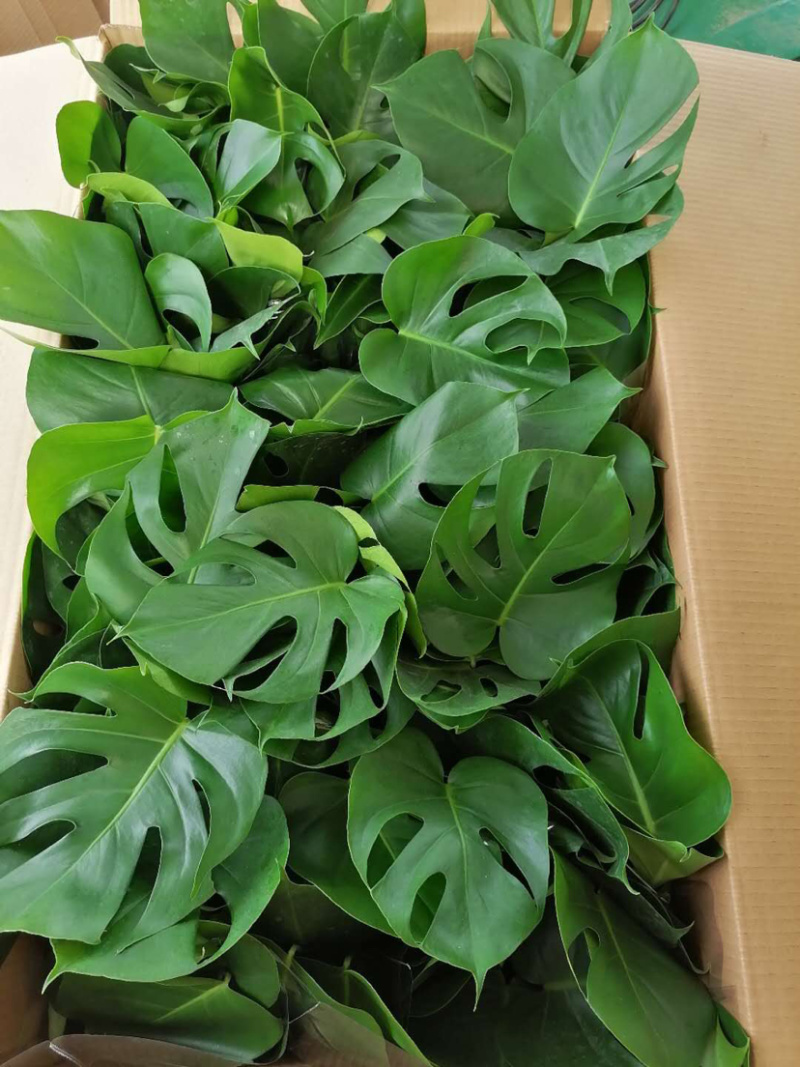龟背竹大量上市仅限批发