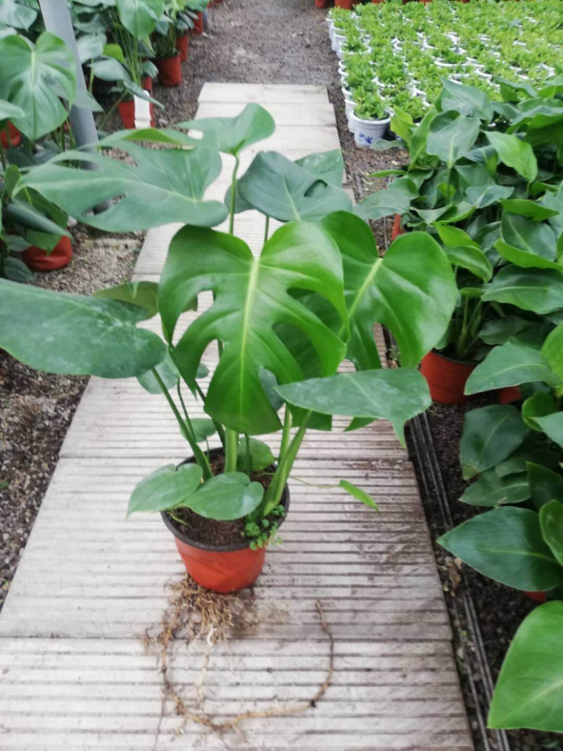 龟背竹大量上市仅限批发