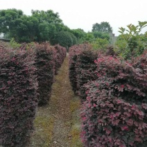 成都红继木柱，红继木柱高130-150，冠80-110