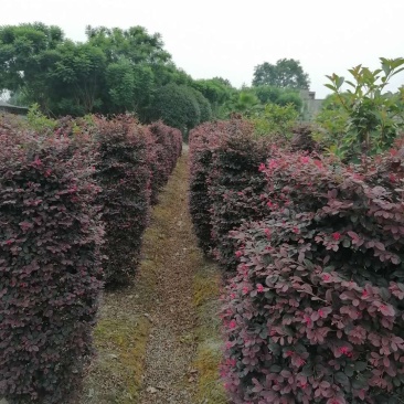 成都红继木柱，红继木柱高130-150，冠80-110