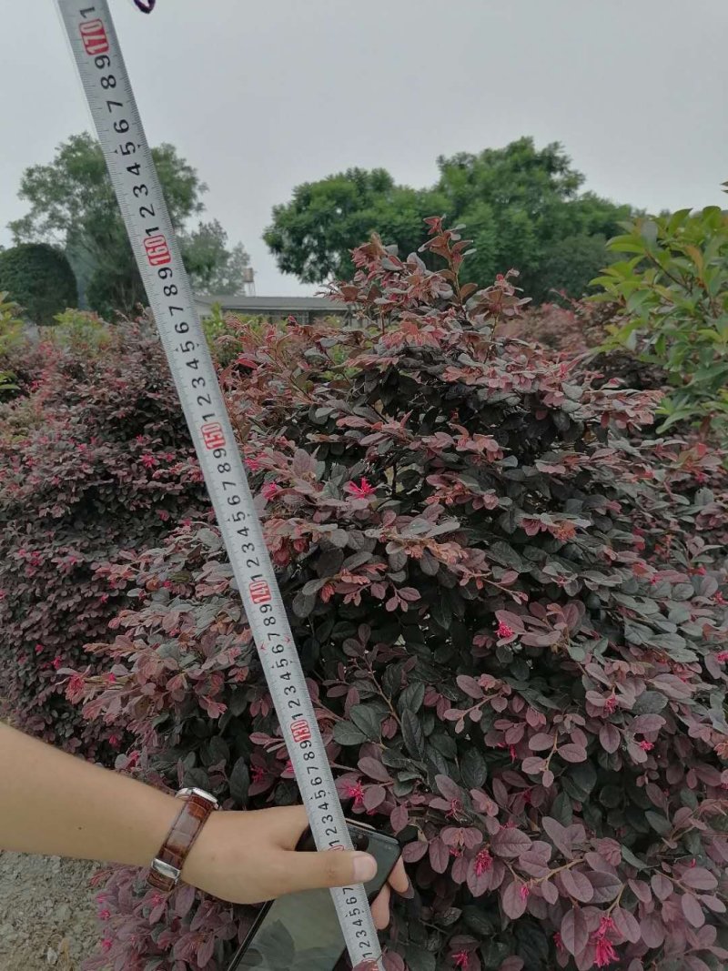 成都红继木柱，红继木柱高130-150，冠80-110