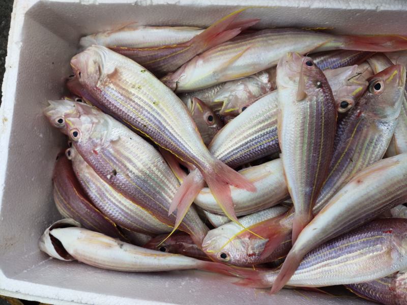 海钓金没货