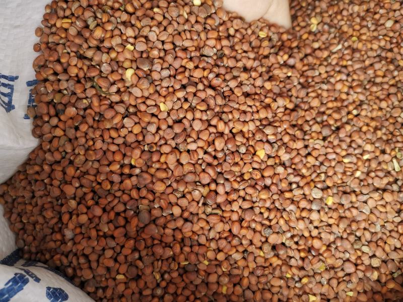 莱菔子批发新货莱菔子产地一手货源各种籽籽药批发零售