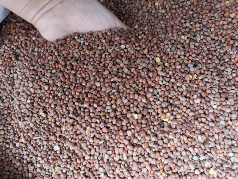 莱菔子批发新货莱菔子产地一手货源各种籽籽药批发零售