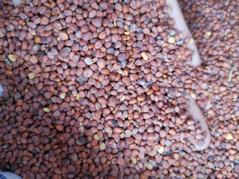 莱菔子批发新货莱菔子产地一手货源各种籽籽药批发零售