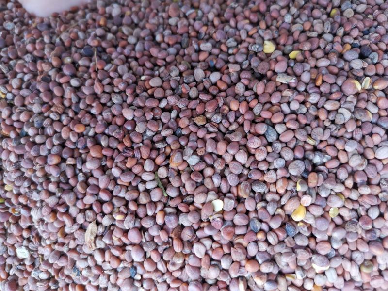 莱菔子批发新货莱菔子产地一手货源各种籽籽药批发零售