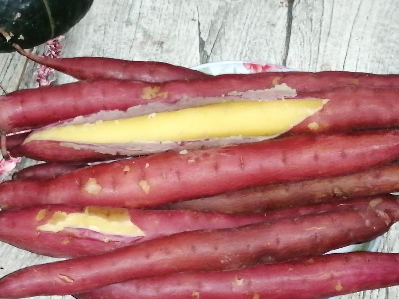 【精品红薯】大荔板栗薯大量上市产地直发品质保证全国发货