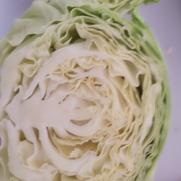 青甘蓝