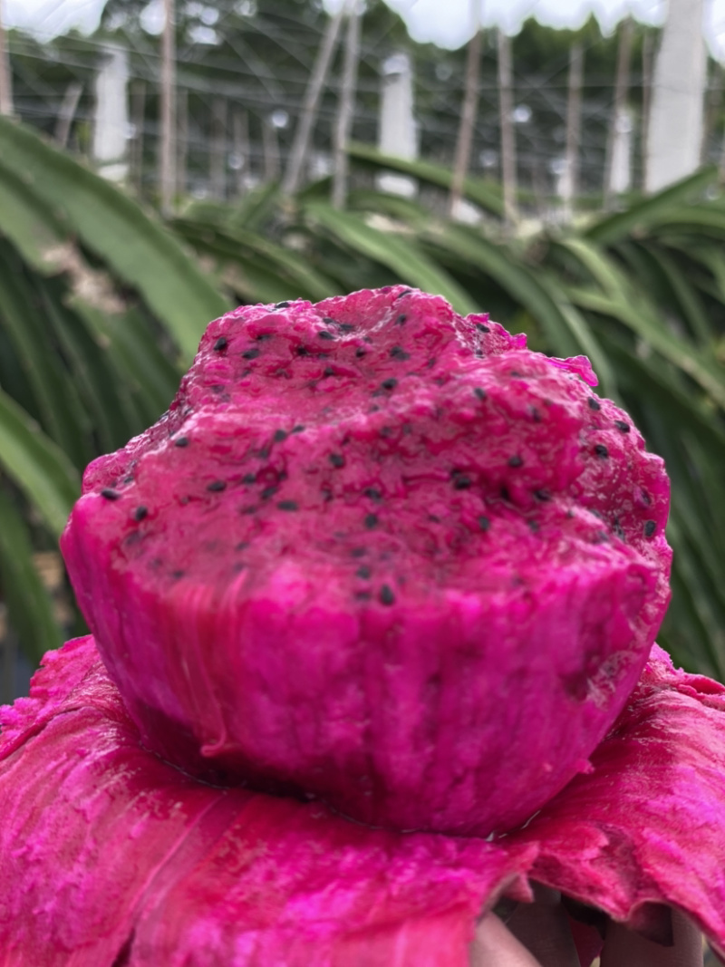 红心火龙果