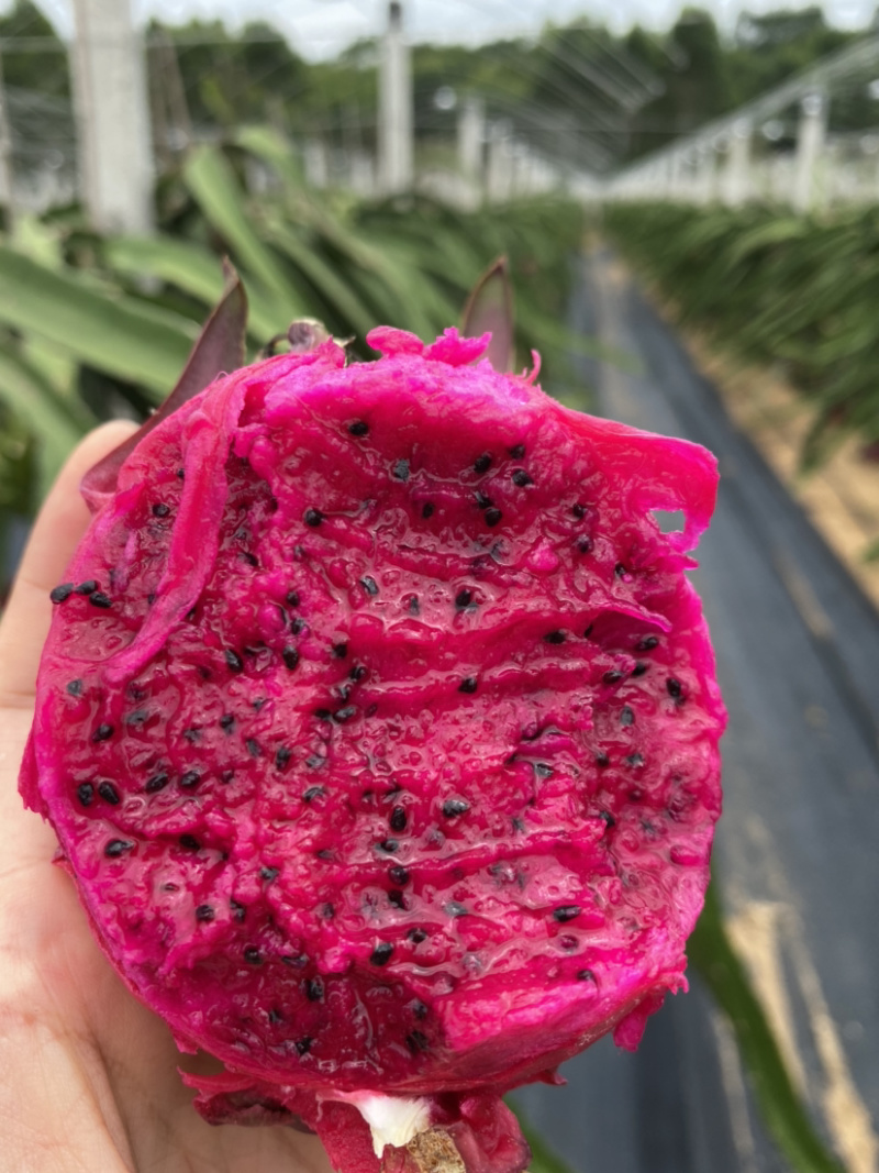 红心火龙果