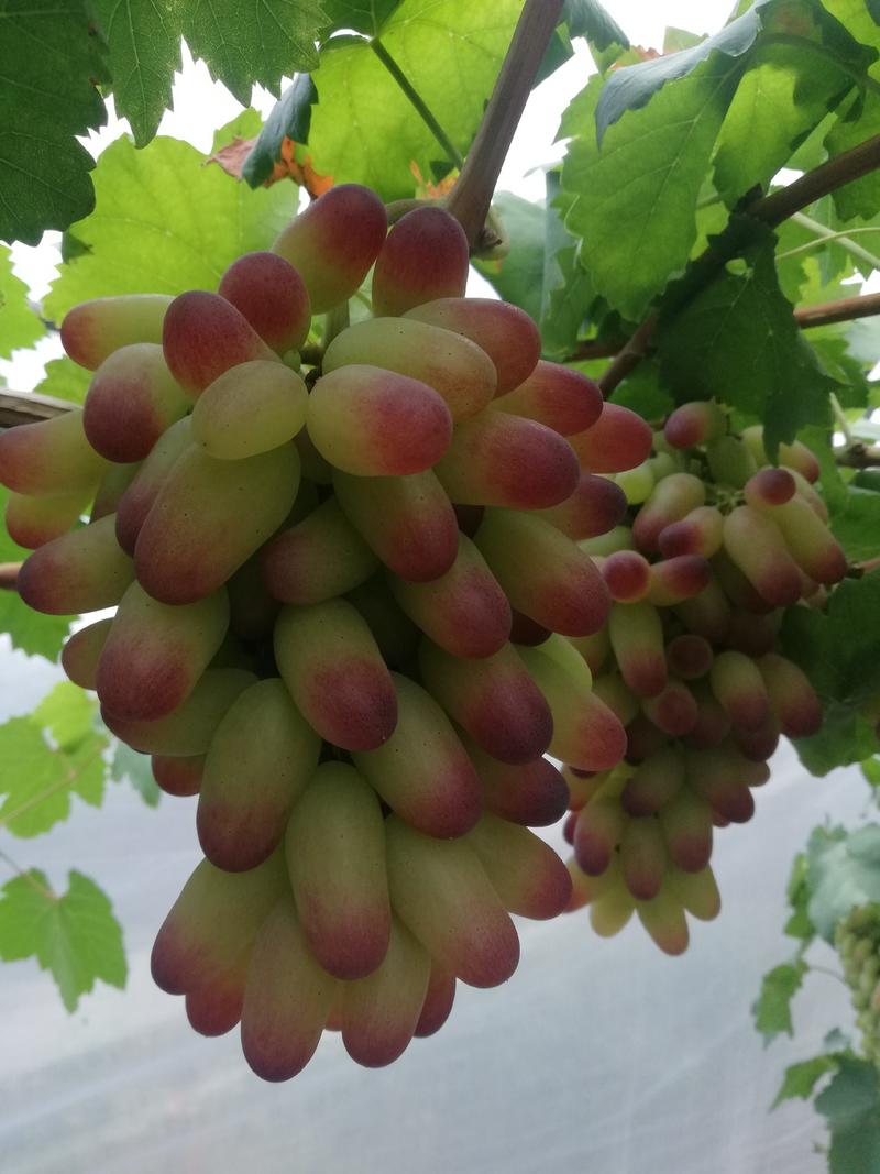 脆甜多汁生态种植美人指1~2斤乡语阳光品牌葡萄