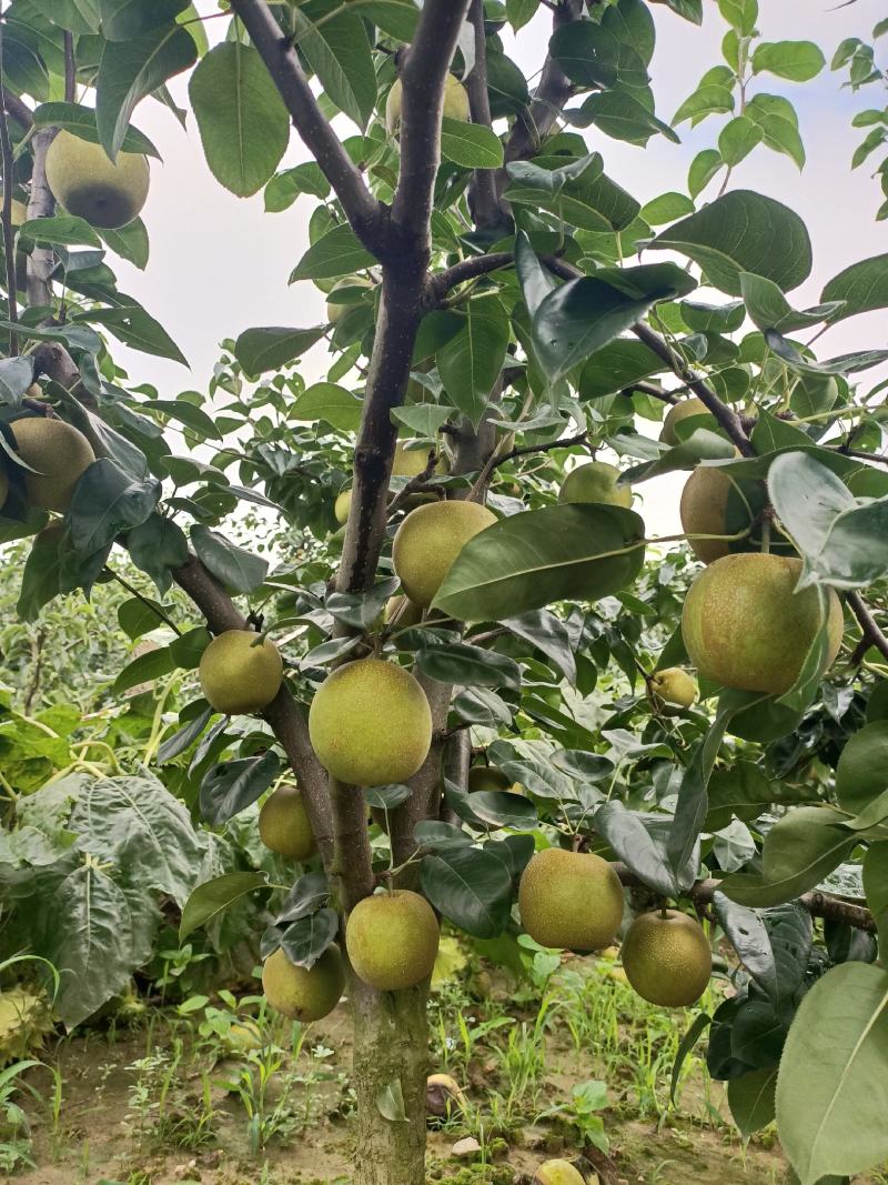 湖北梨翠冠梨大量供应产地直发视频看货