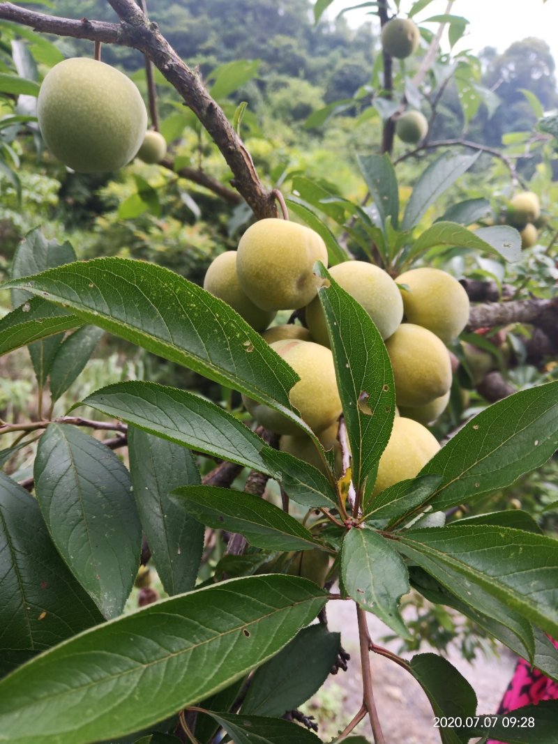 清河脆李，酸酸甜甜好味道