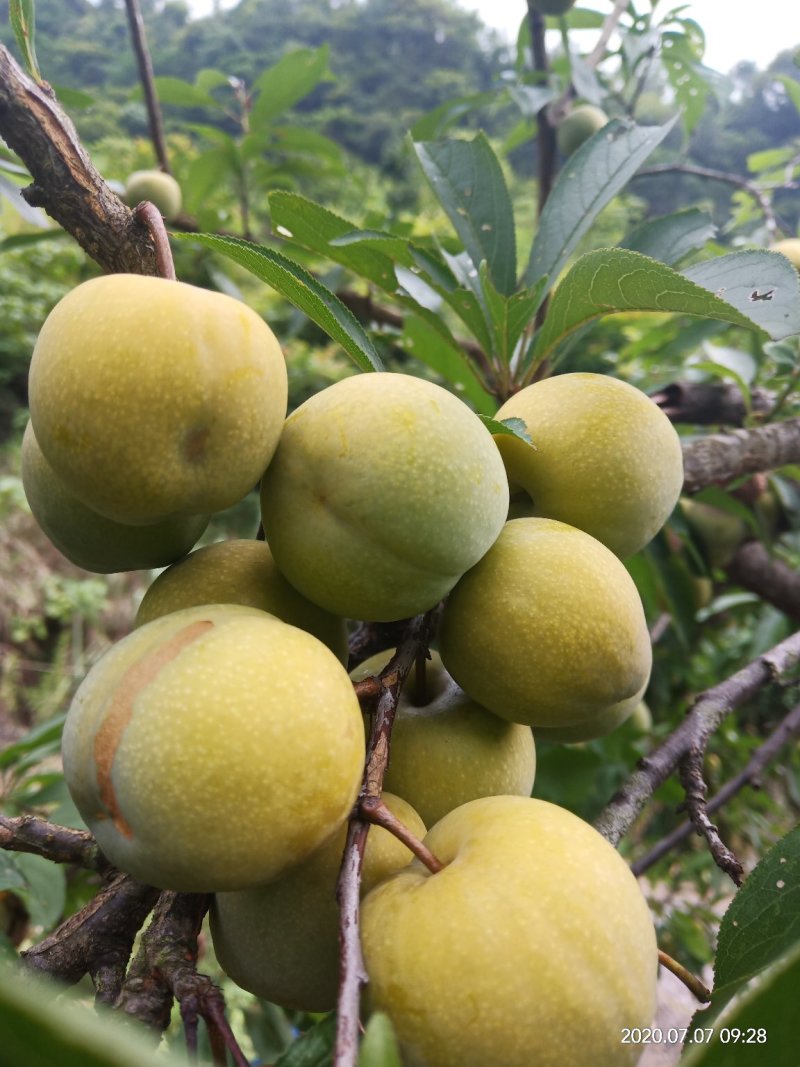 清河脆李，酸酸甜甜好味道