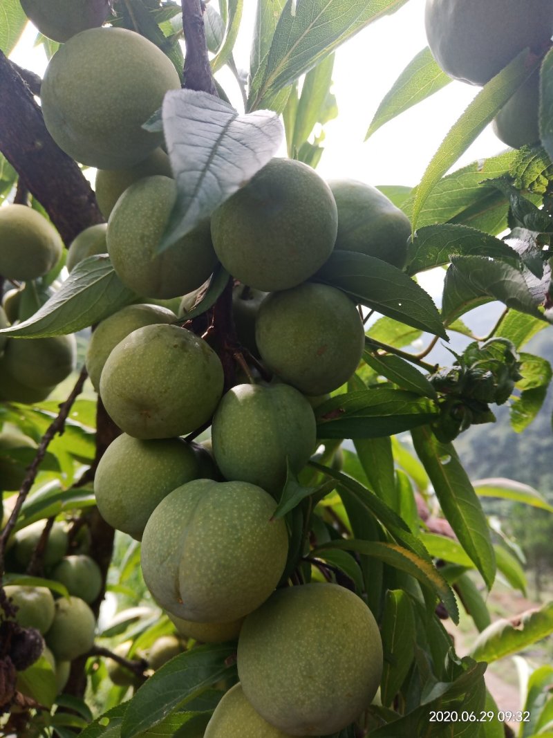 清河脆李，酸酸甜甜好味道