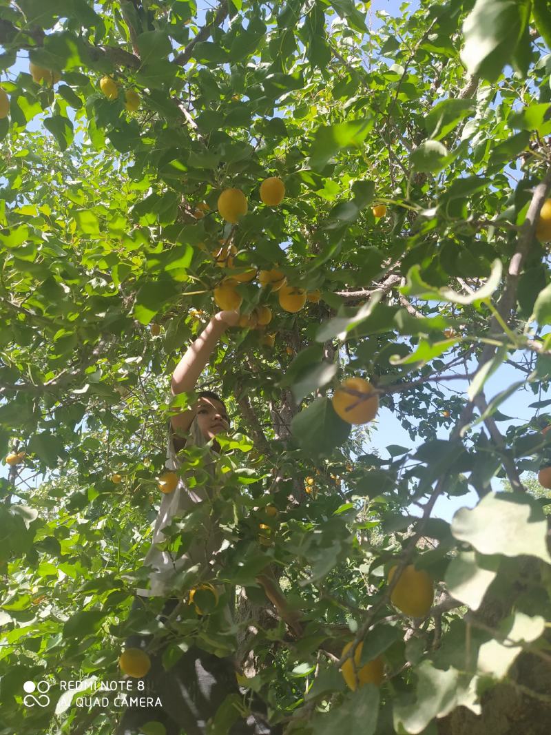 新鲜的新疆巴仁杏干，你们一定会爱上吃的。