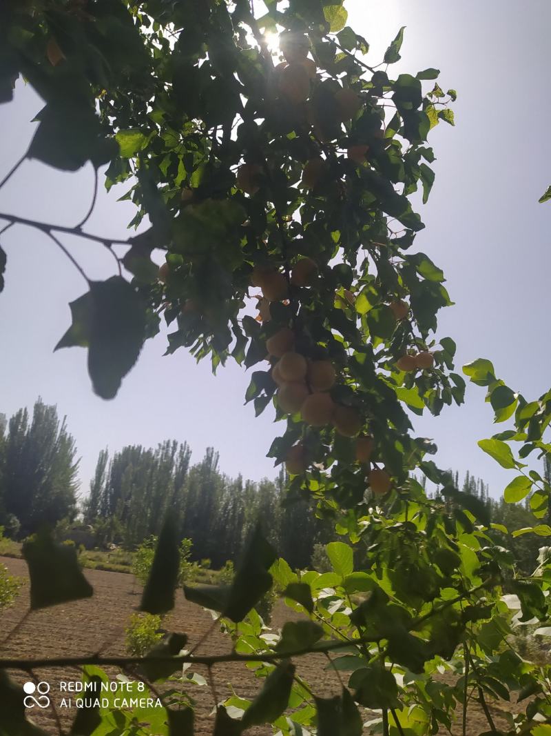 新鲜的新疆巴仁杏干，你们一定会爱上吃的。