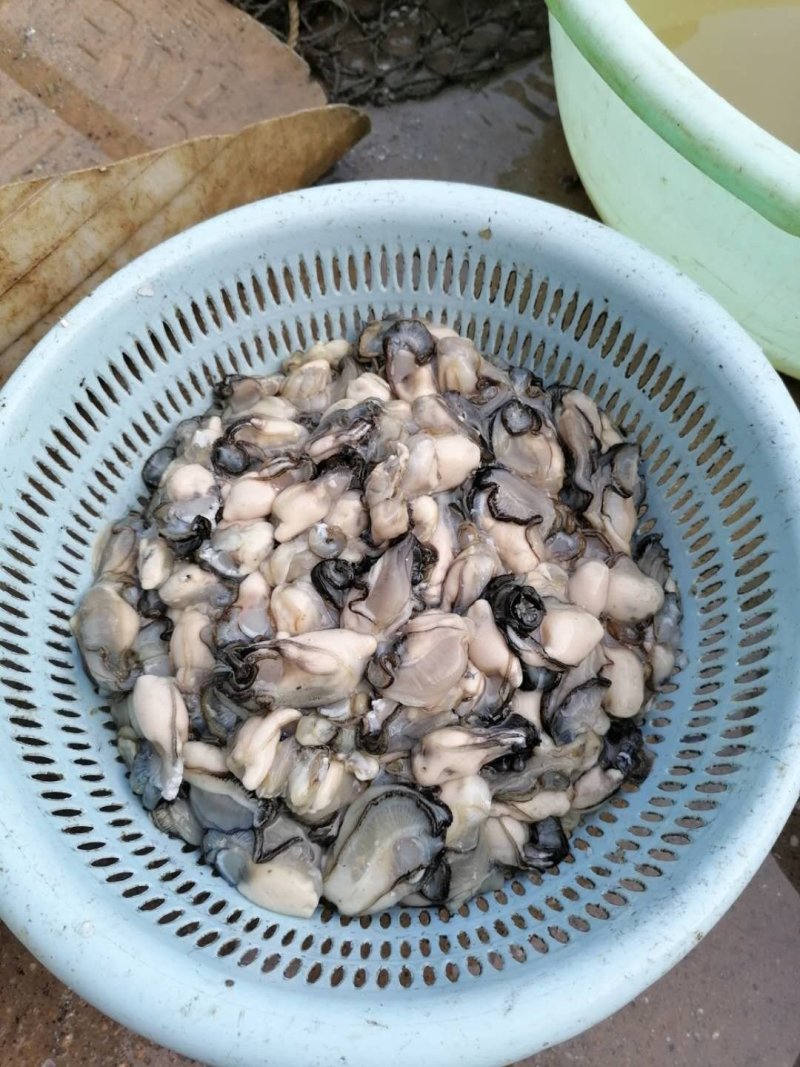 生蚝肉