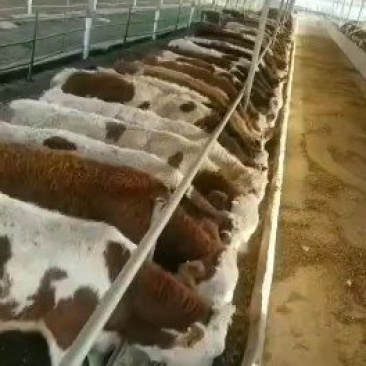肉牛犊西门塔尔