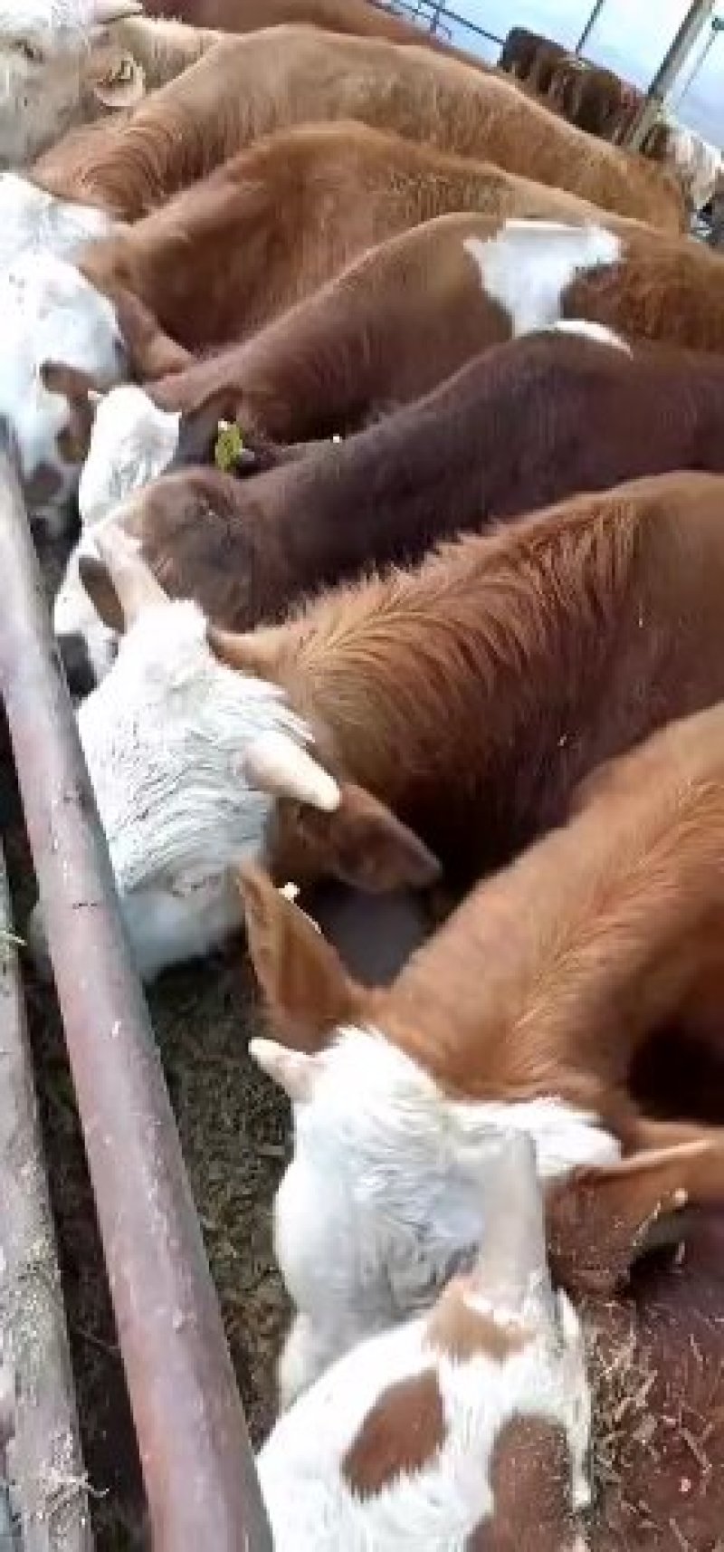 肉牛犊西门塔尔