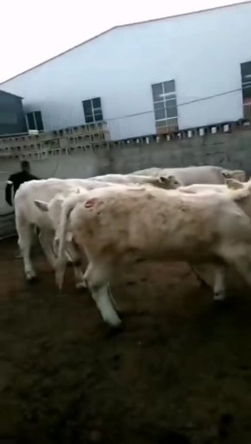 肉牛犊西门塔尔