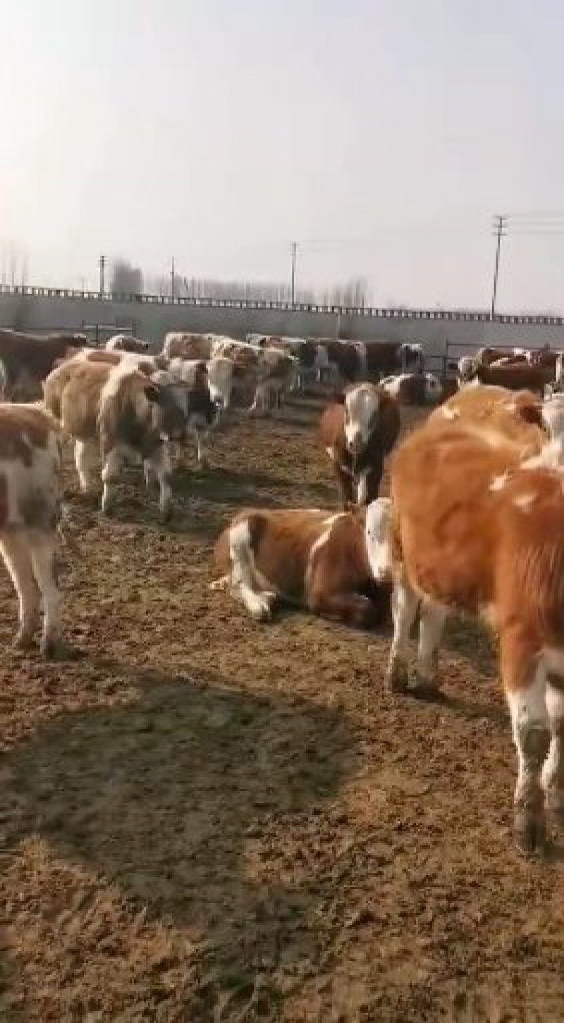 肉牛犊西门塔尔