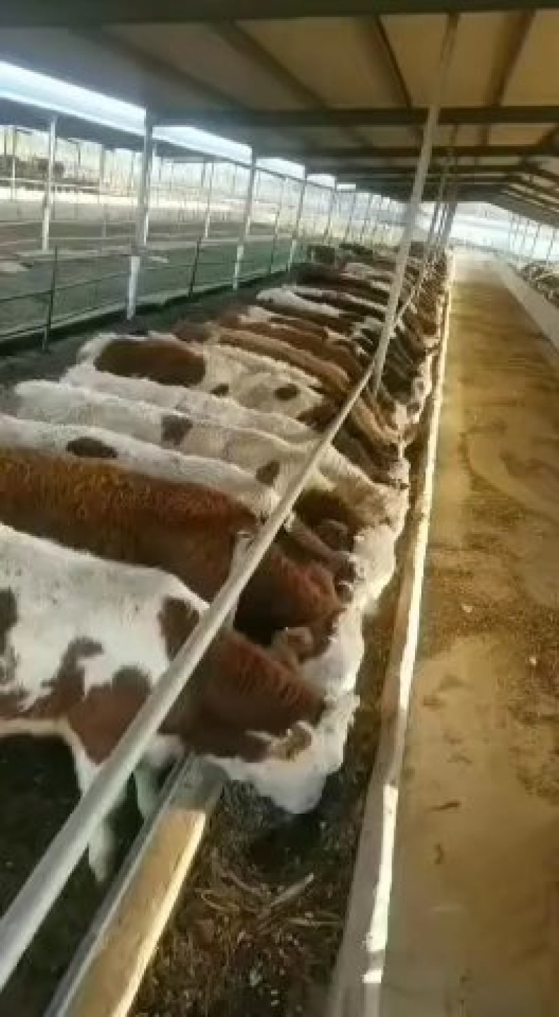 肉牛犊西门塔尔