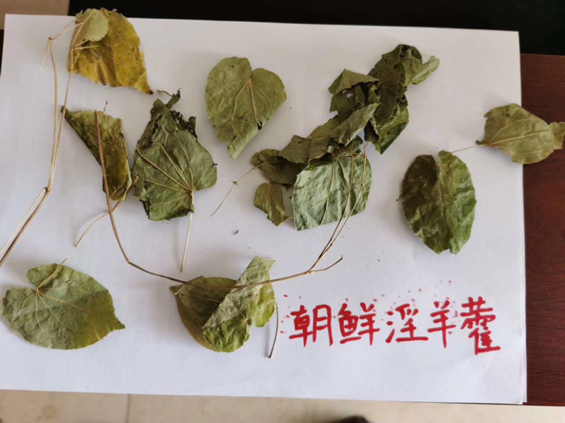 2022年甘肃天水武山新产淫羊藿