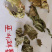 2022年甘肃天水武山新产淫羊藿