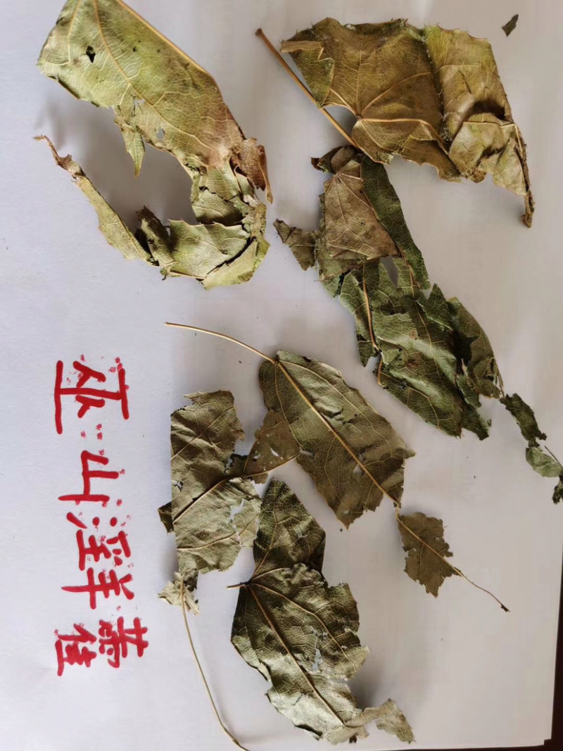 2022年甘肃天水武山新产淫羊藿