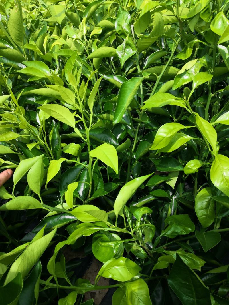 橙子苗，塔罗科血橙苗，苗圃自营，保证成活，死苗补发。
