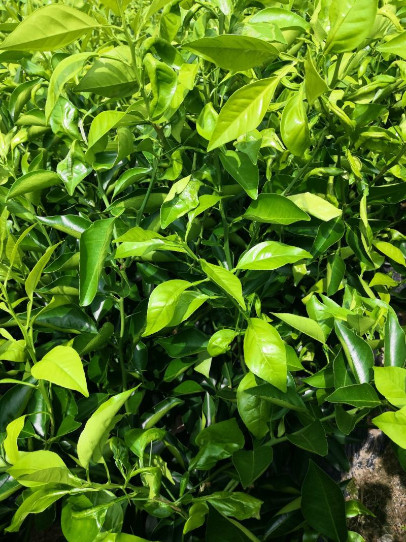 橙子苗，塔罗科血橙苗，苗圃自营，保证成活，死苗补发。