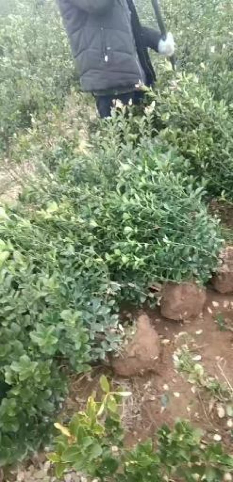 批发卫矛工程苗小苗卫矛球基地直发技术支持