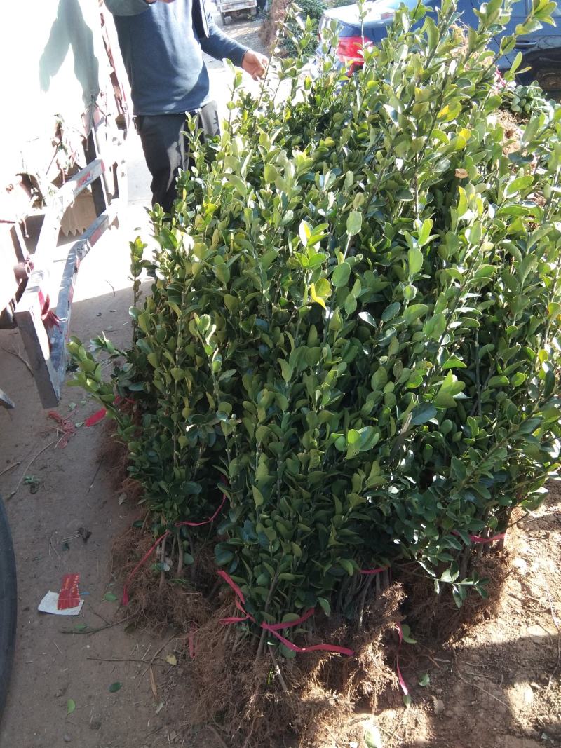 批发卫矛工程苗小苗卫矛球基地直发技术支持