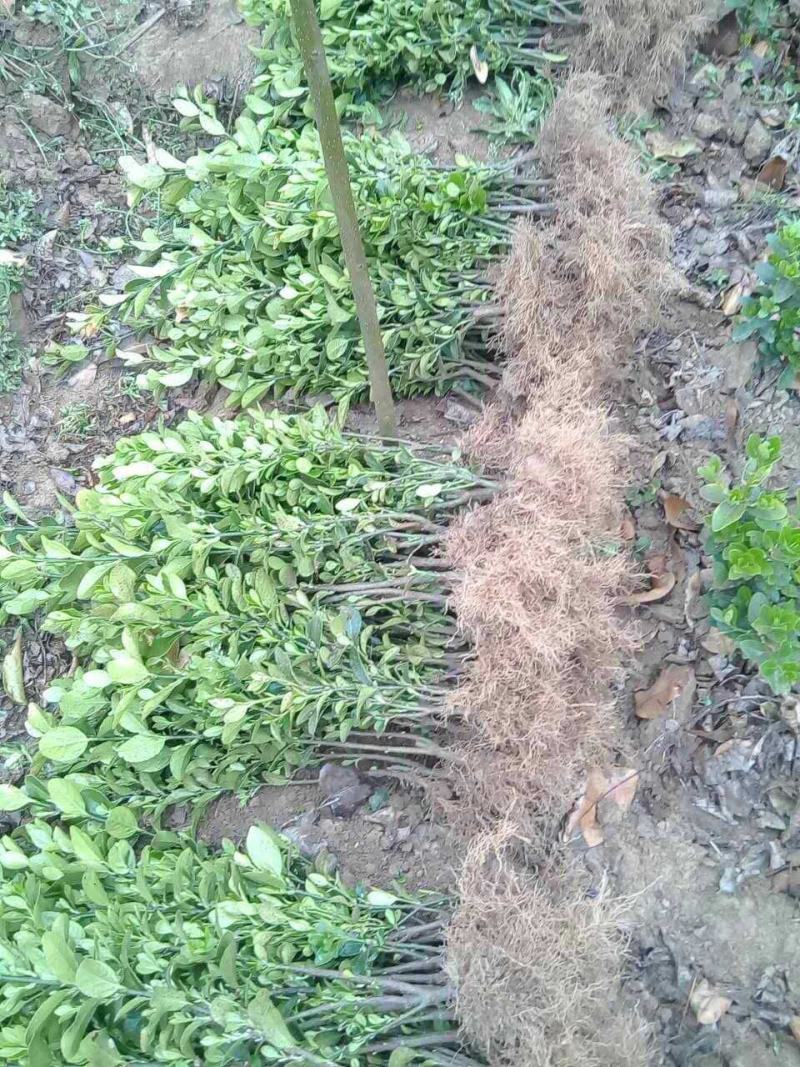 批发卫矛工程苗小苗卫矛球基地直发技术支持