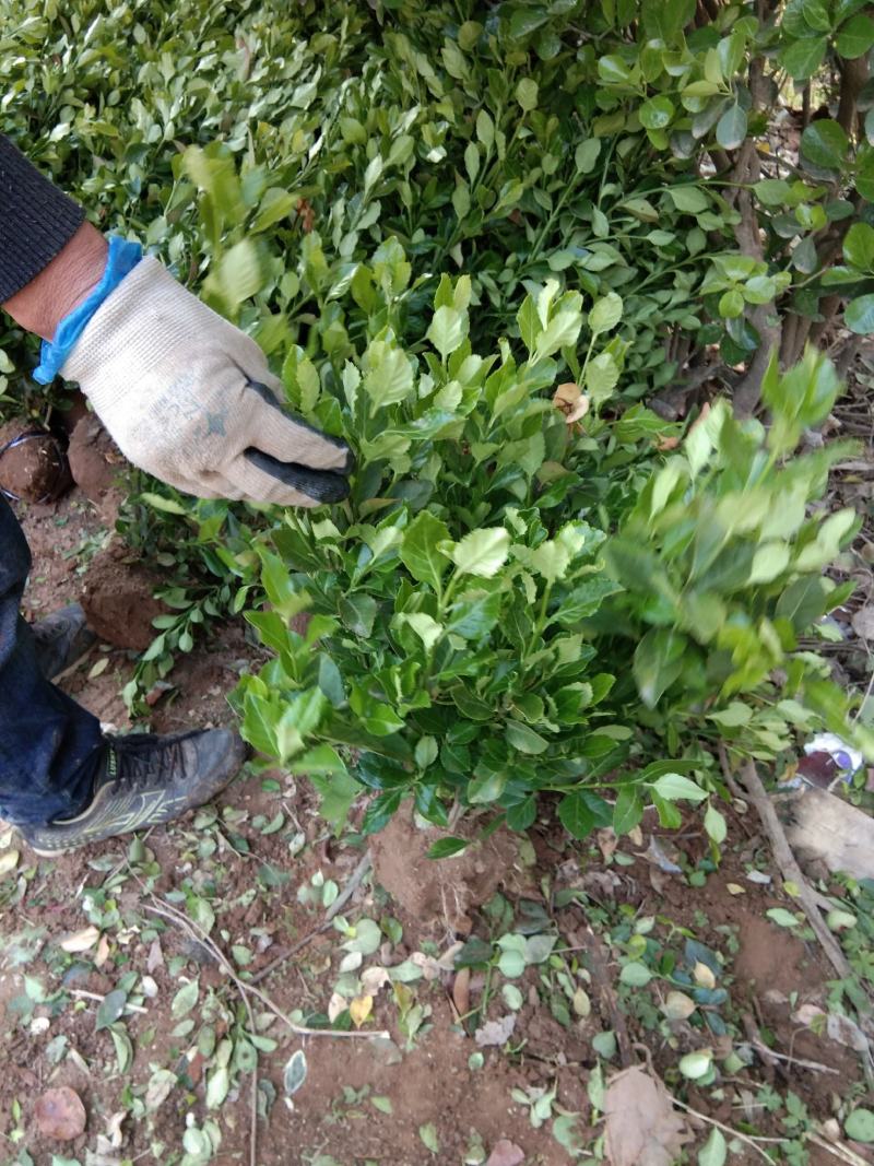 批发卫矛工程苗小苗卫矛球基地直发技术支持