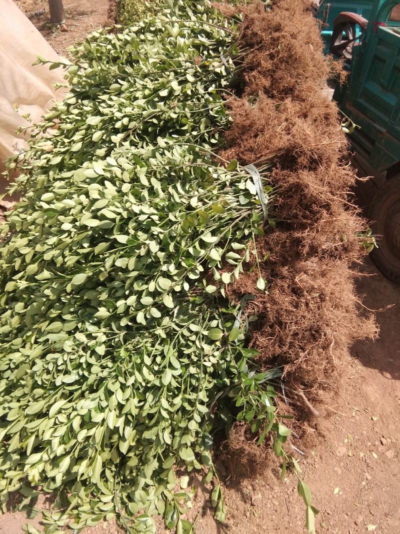 批发卫矛工程苗小苗卫矛球基地直发技术支持