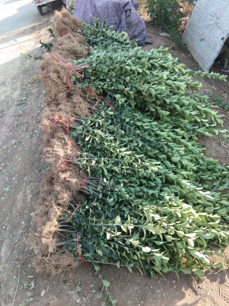 批发卫矛工程苗小苗卫矛球基地直发技术支持