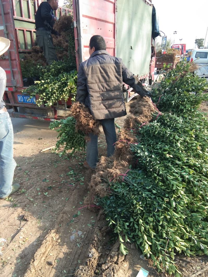 批发卫矛工程苗小苗卫矛球基地直发技术支持