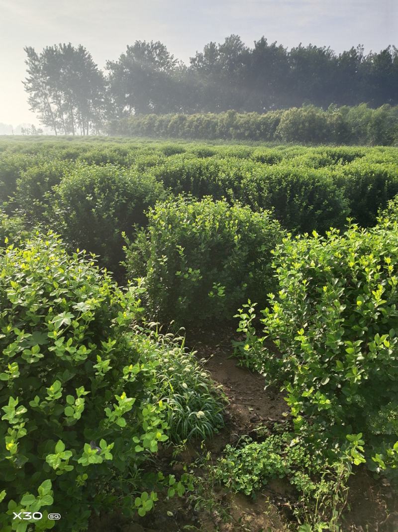 批发卫矛工程苗小苗卫矛球基地直发技术支持