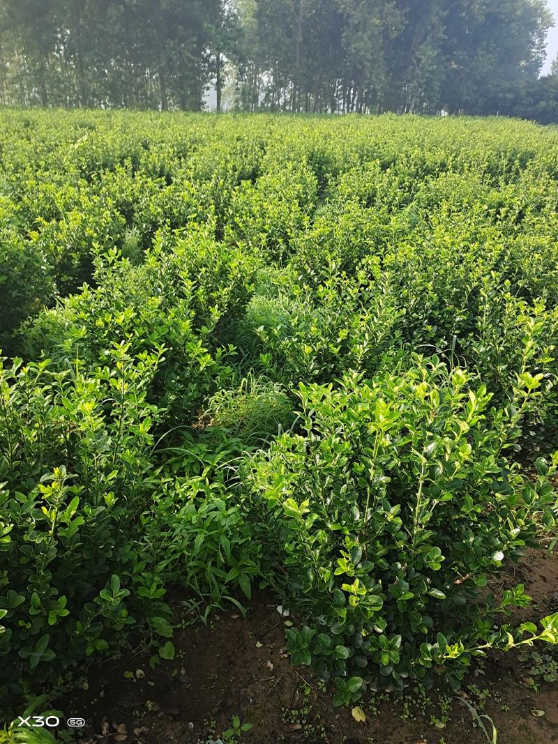 批发卫矛工程苗小苗卫矛球基地直发技术支持