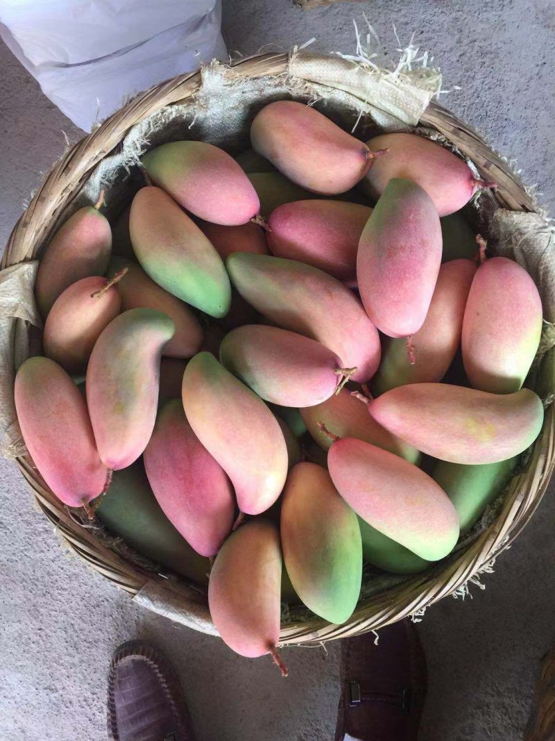 芒果