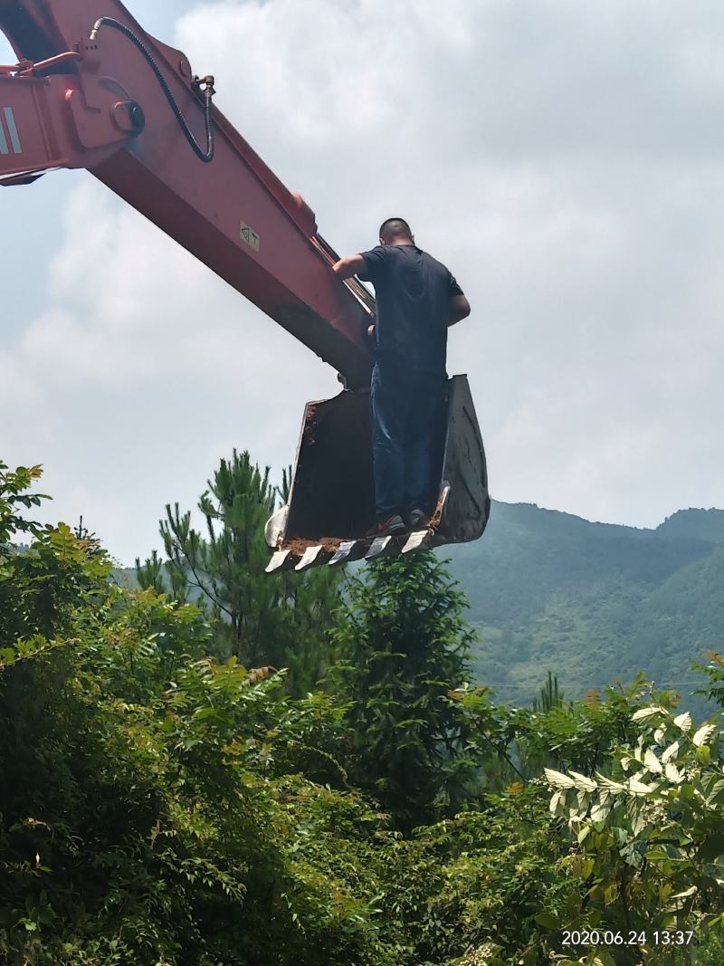 清河脆李，酸酸甜甜好味道