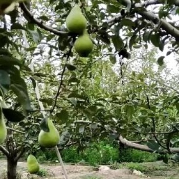 河北源产地果园种植早巴梨数万斤，七月采摘上市