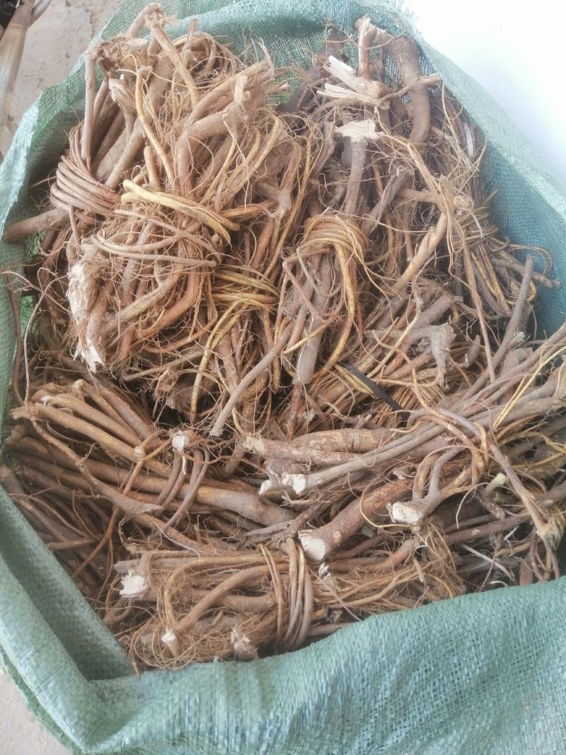 五指毛桃，新鲜野生五指毛桃，